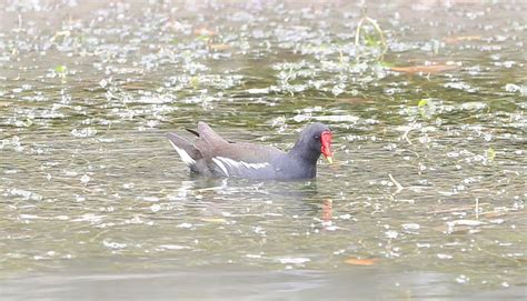 黑水釯